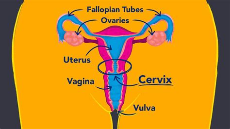 cervix hitting